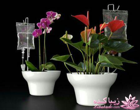 گیاهان آپارتمانی 